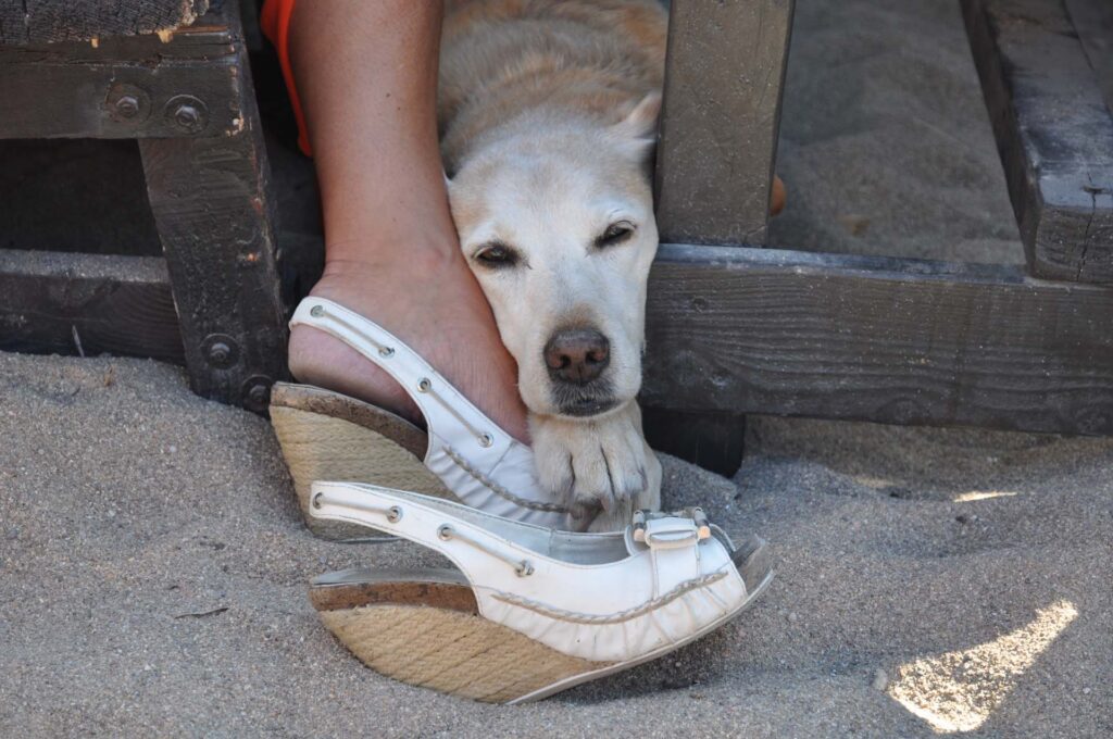 Un labrador blond est allongé, satisfait, sous une table en bois dans le sable, la tête posée sur les pieds de son maître.
