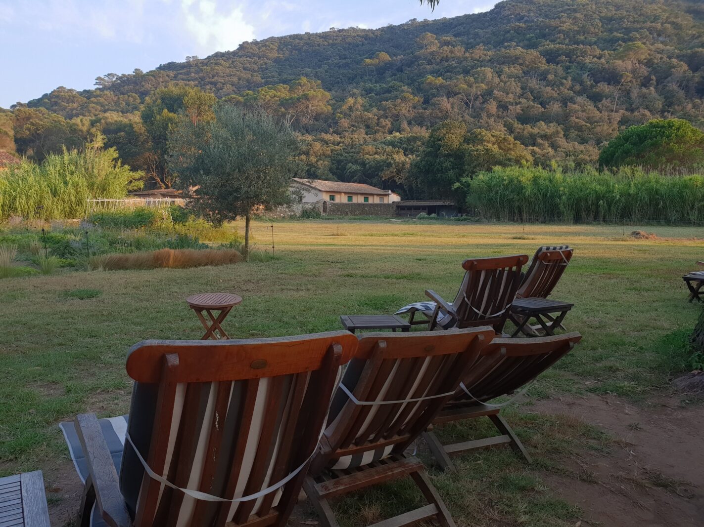 Teak ligstoelen bij Hotel Le Manoir op Port-Cros met uitzicht over grasland, riet en de beboste heuvels.
